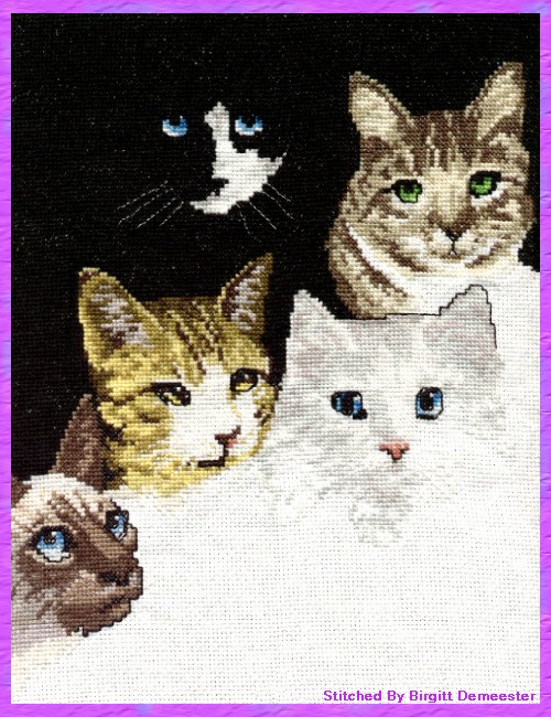 5_lovely_cats_134kb